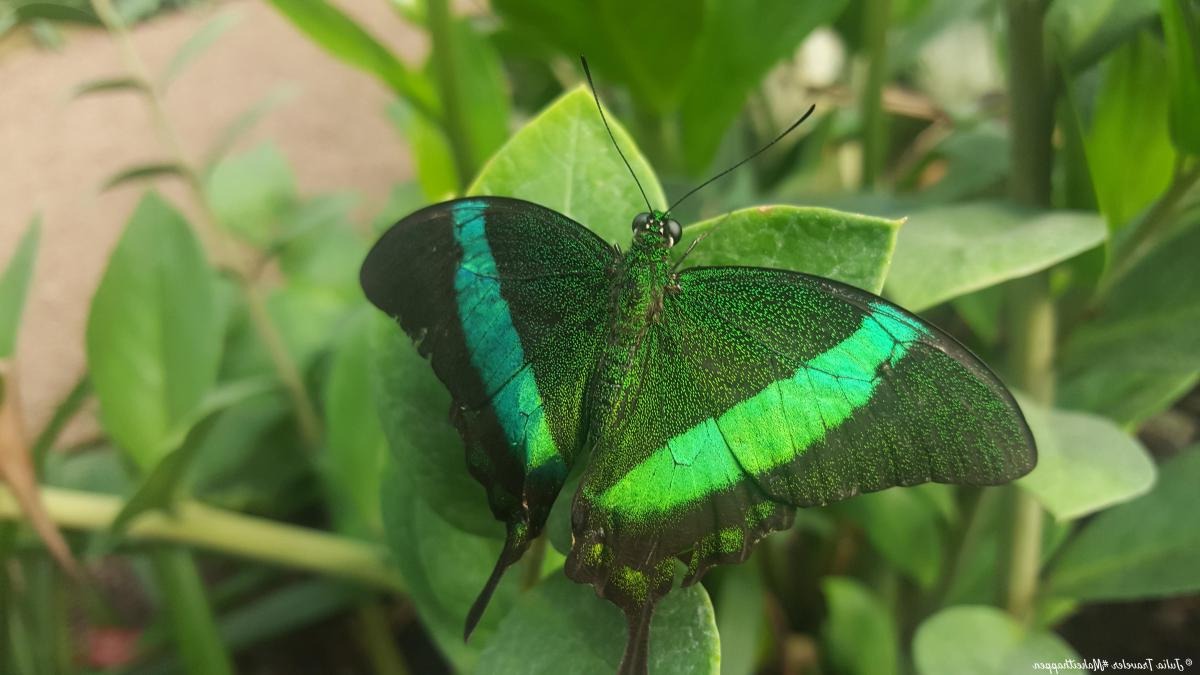 la serre aux papillons