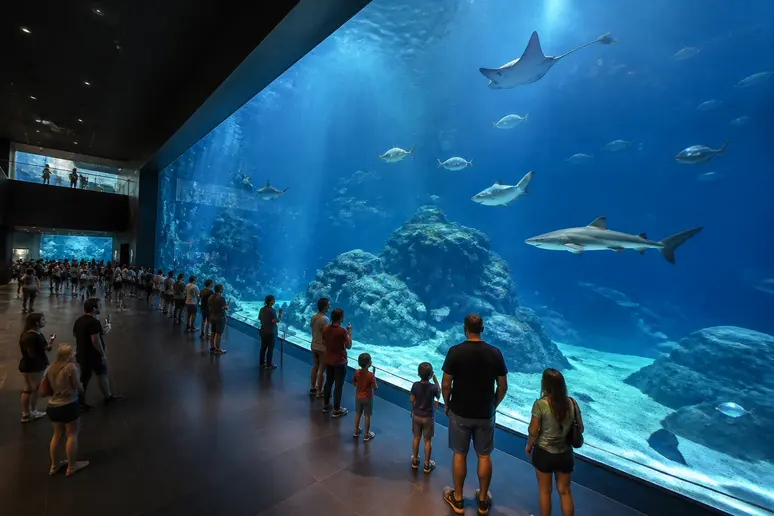 Visiteurs observant un grand bassin pélagique dans le complexe aquatique européen