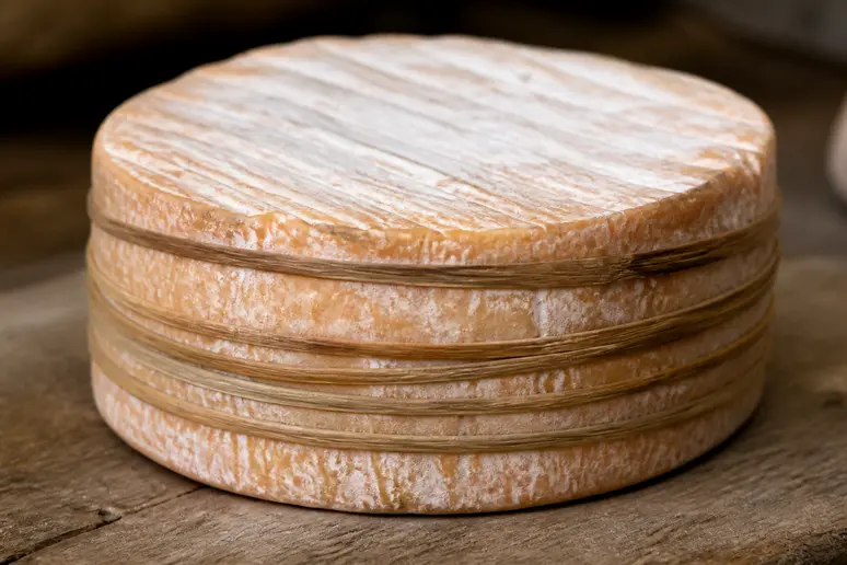 Fromage de normandie Livarot ceint de ses lanières végétales caractéristiques sur une planche en bois