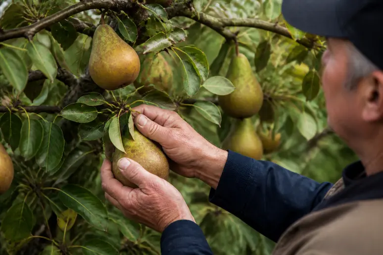 Producteur local sélectionnant des poires fraîches dans un verger normand pour la fabrication du poiré