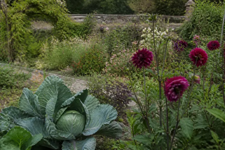 Variétés de fleurs et légumes anciens cultivés dans le jardin conservatoire du Pays d'Auge.
