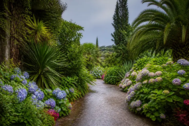 Allée verdoyante bordée de plantes luxuriantes dans un jardin botanique normand.